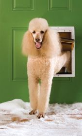 PetSafe Extreme Weather Pet Door  Large